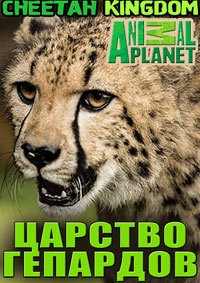 Постер «Царство гепардов»