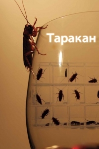 Постер «Таракан»