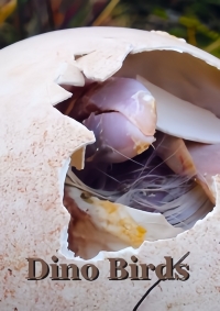 Постер «Восхождение птиц»